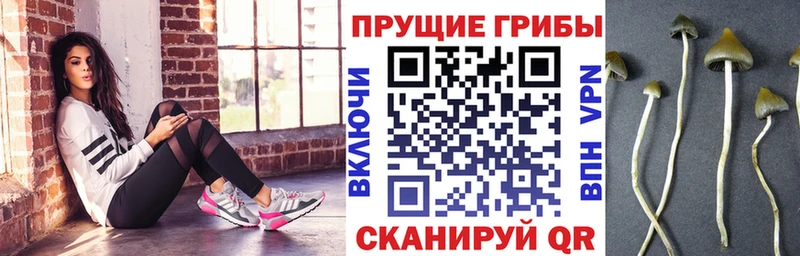 Галлюциногенные грибы Psilocybe  Мурино 